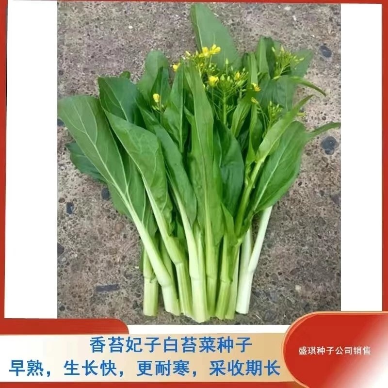 香苔妃子白菜苔种子抗寒能力强适合保护地和露地栽培