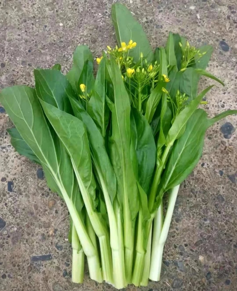 香苔妃子白菜苔种子抗寒能力强适合保护地和露地栽培