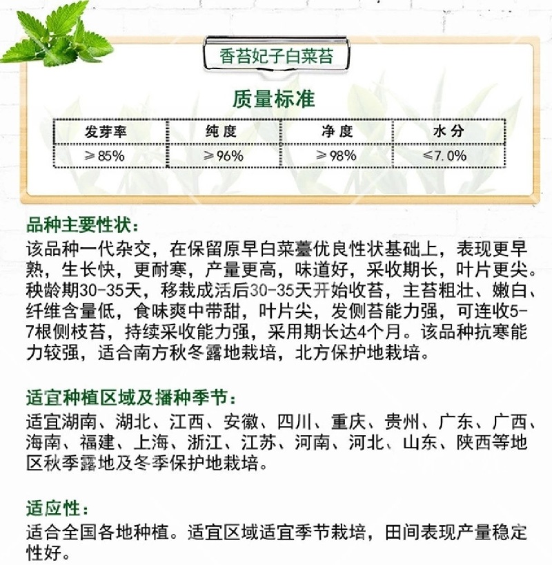 香苔妃子白菜苔种子抗寒能力强适合保护地和露地栽培