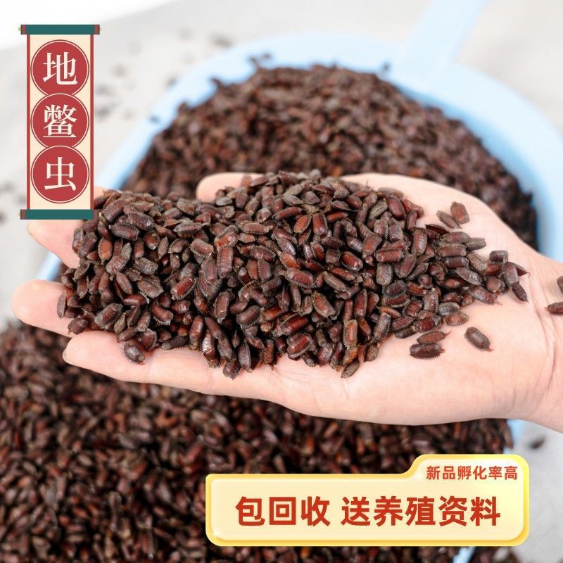 土元卵块提供技术