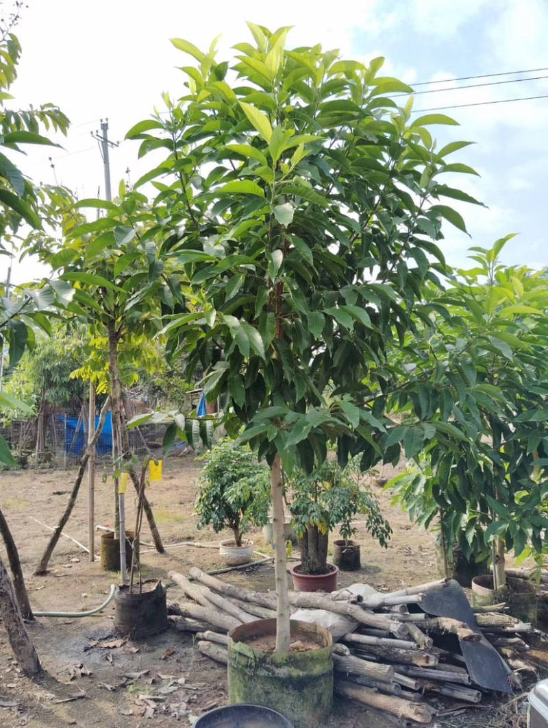 白玉兰基地直销各种规格各种品种繁多质量优欢迎来电