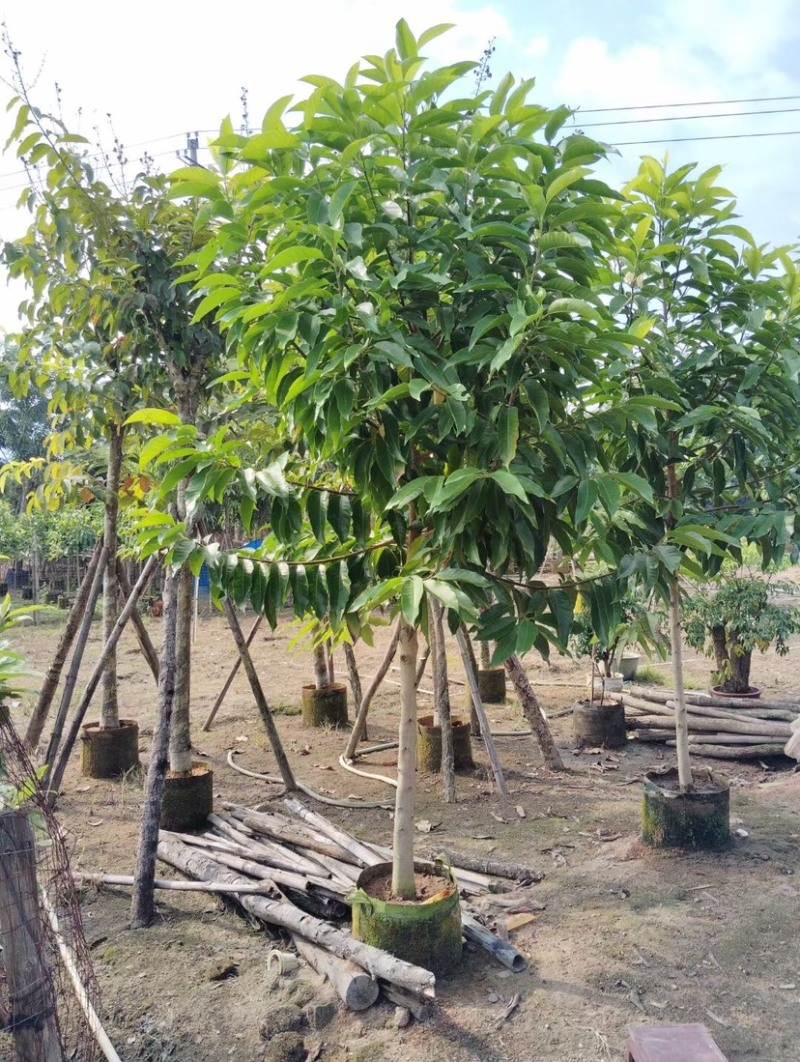 白玉兰基地直销各种规格各种品种繁多质量优欢迎来电