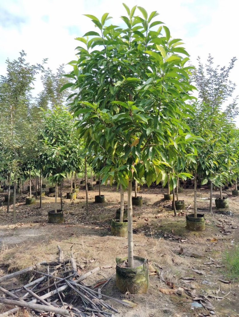 白玉兰基地直销各种规格各种品种繁多质量优欢迎来电