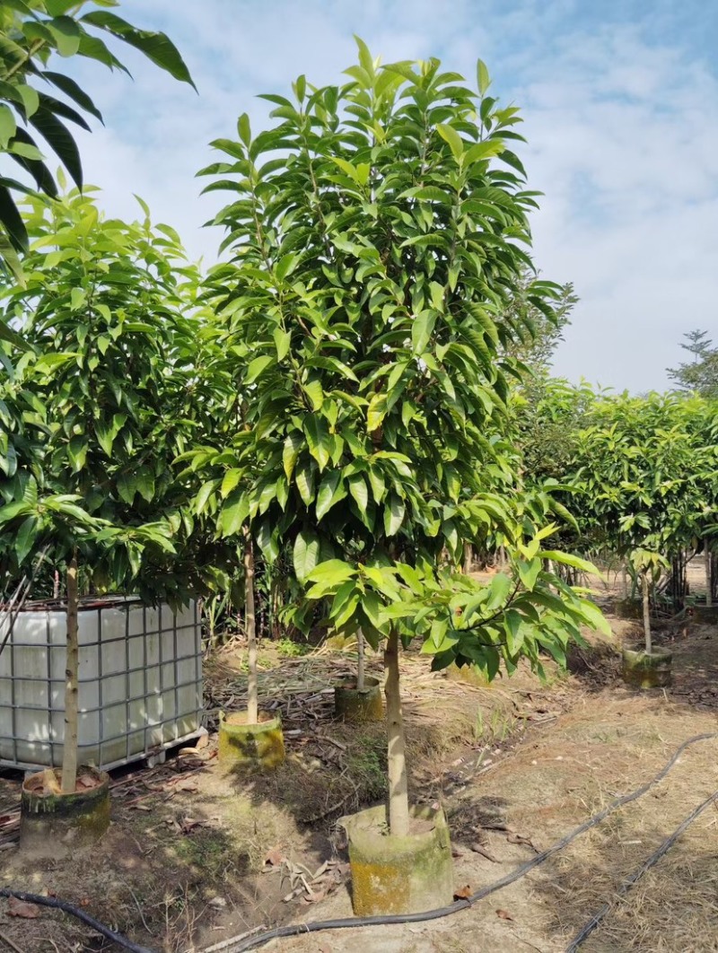 白玉兰基地直销各种规格各种品种繁多质量优欢迎来电