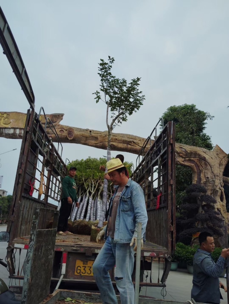 多花/少花黄花风铃木基地直销规格各种质量优欢迎来电