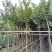 多花/少花黄花风铃木基地直销规格各种质量优欢迎来电