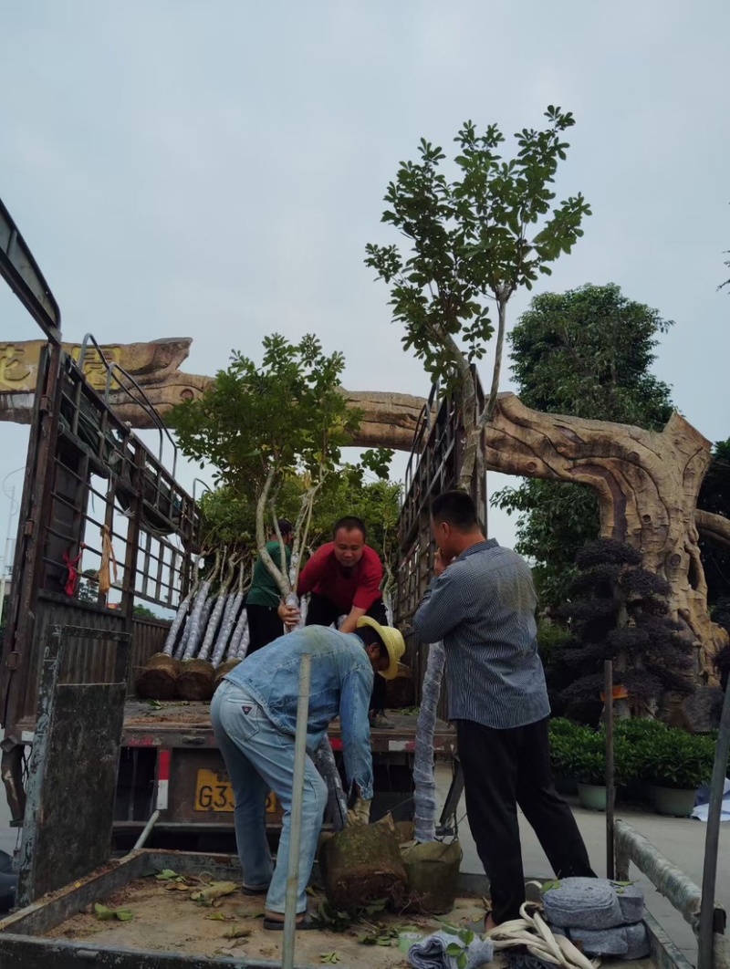 多花/少花黄花风铃木基地直销规格各种质量优欢迎来电