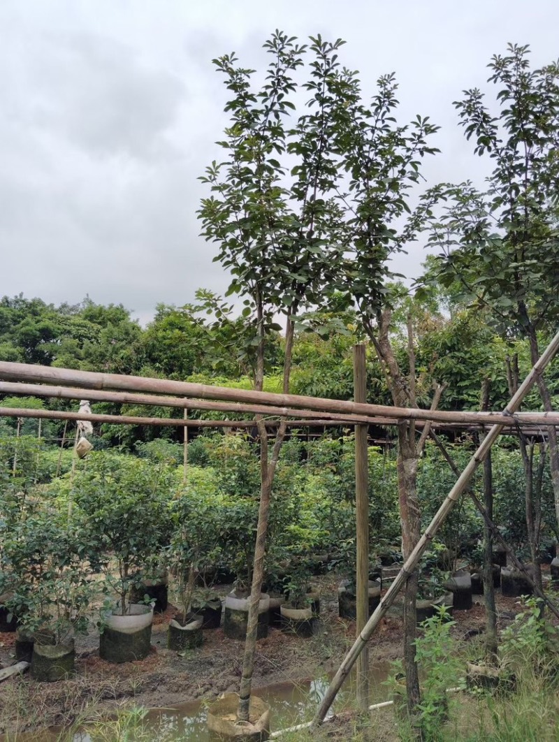 多花/少花黄花风铃木基地直销规格各种质量优欢迎来电