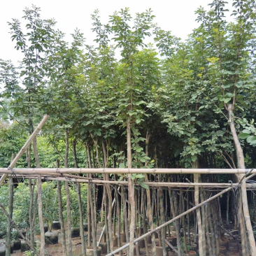 多花/少花黄花风铃木基地直销规格各种质量优欢迎来电