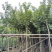 多花/少花黄花风铃木基地直销规格各种质量优欢迎来电