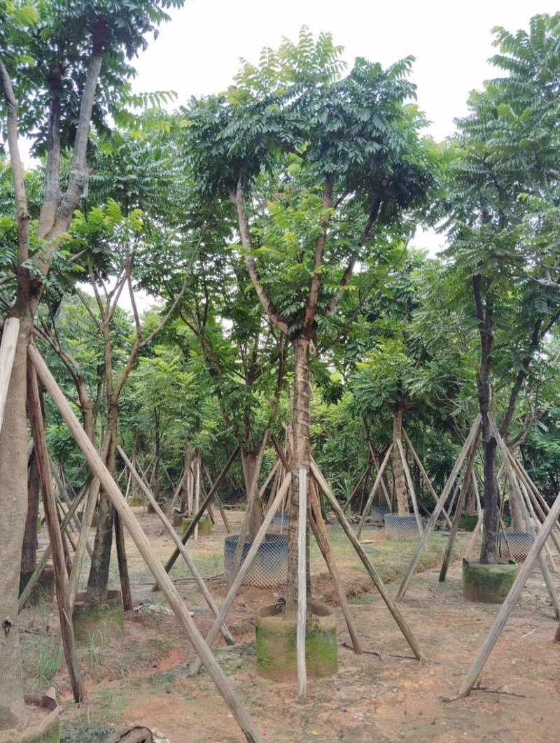麻楝基地直销规格齐全质量优质欢迎老板前来咨询合作