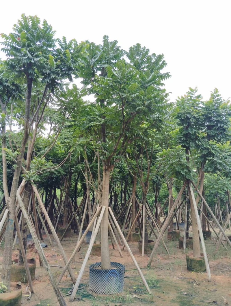 麻楝基地直销规格齐全质量优质欢迎老板前来咨询合作