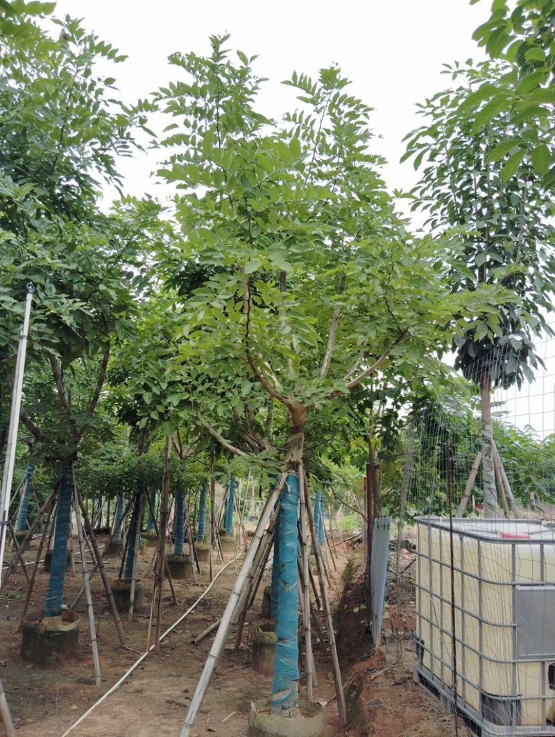 腊肠树基地直销规格齐全质量优欢迎老板来电洽谈合作
