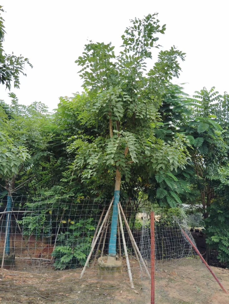 腊肠树基地直销规格齐全质量优欢迎老板来电洽谈合作
