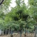 腊肠树基地直销规格齐全质量优欢迎老板来电洽谈合作