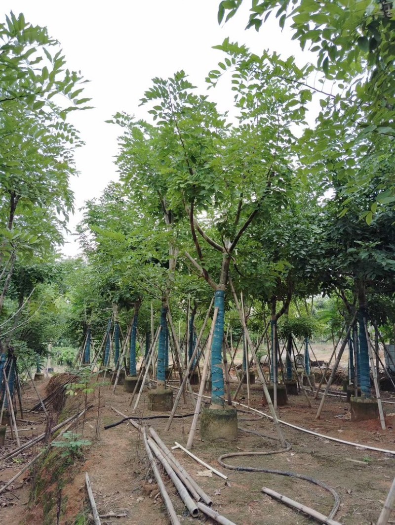 腊肠树基地直销规格齐全质量优欢迎老板来电洽谈合作