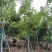 腊肠树基地直销规格齐全质量优欢迎老板来电洽谈合作
