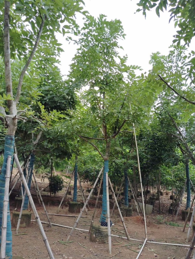 腊肠树基地直销规格齐全质量优欢迎老板来电洽谈合作
