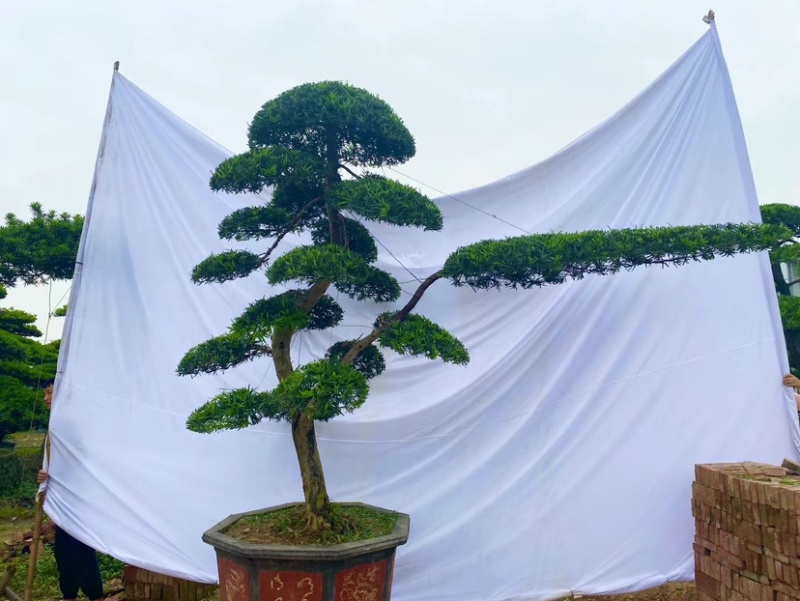 精品罗汉松产地直销规格齐全欢迎老板来电洽谈