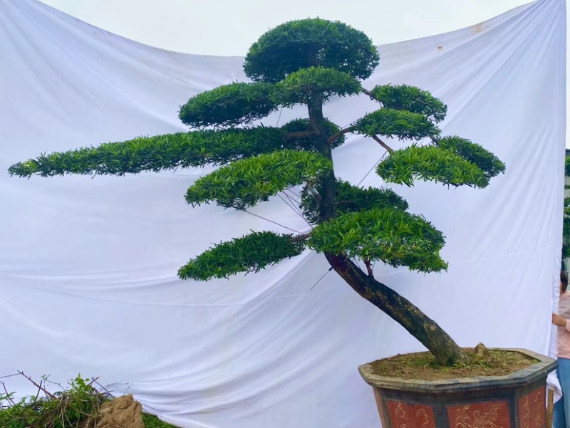 精品罗汉松产地直销规格齐全欢迎老板来电洽谈