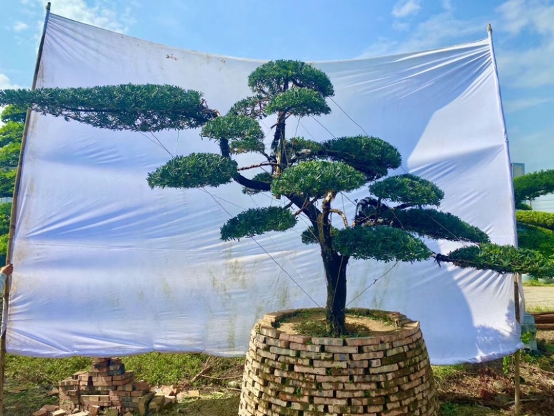 精品罗汉松产地直销规格齐全欢迎老板来电洽谈