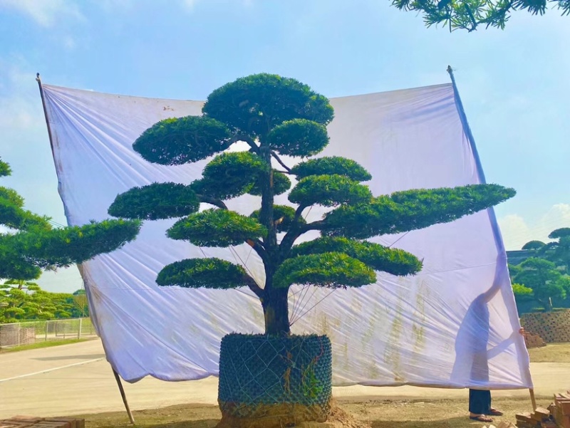 精品罗汉松产地直销规格齐全欢迎老板来电洽谈
