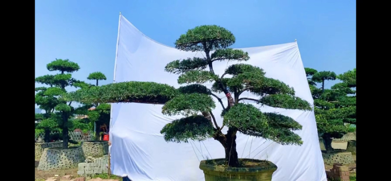精品罗汉松产地直销规格齐全欢迎老板来电洽谈