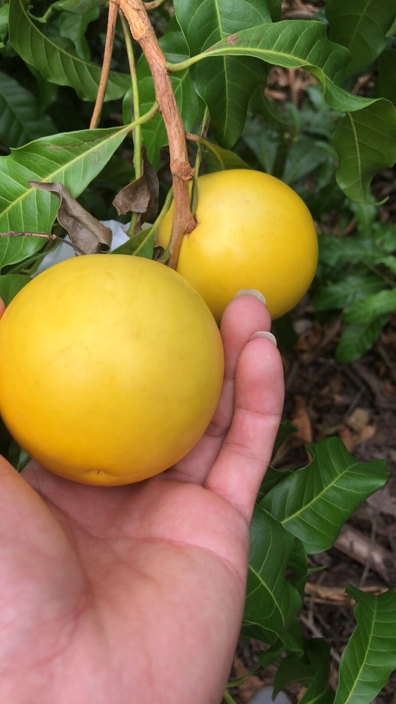 黄金百香果，黄晶果，热情果，菠萝蜜泰8，印泥红，燕窝