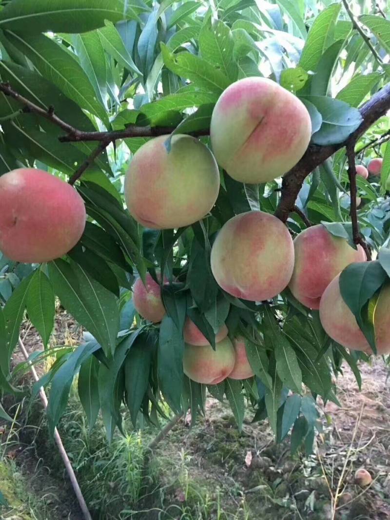 湖南怀化桃子水蜜桃全国代发货源充足欢迎致电