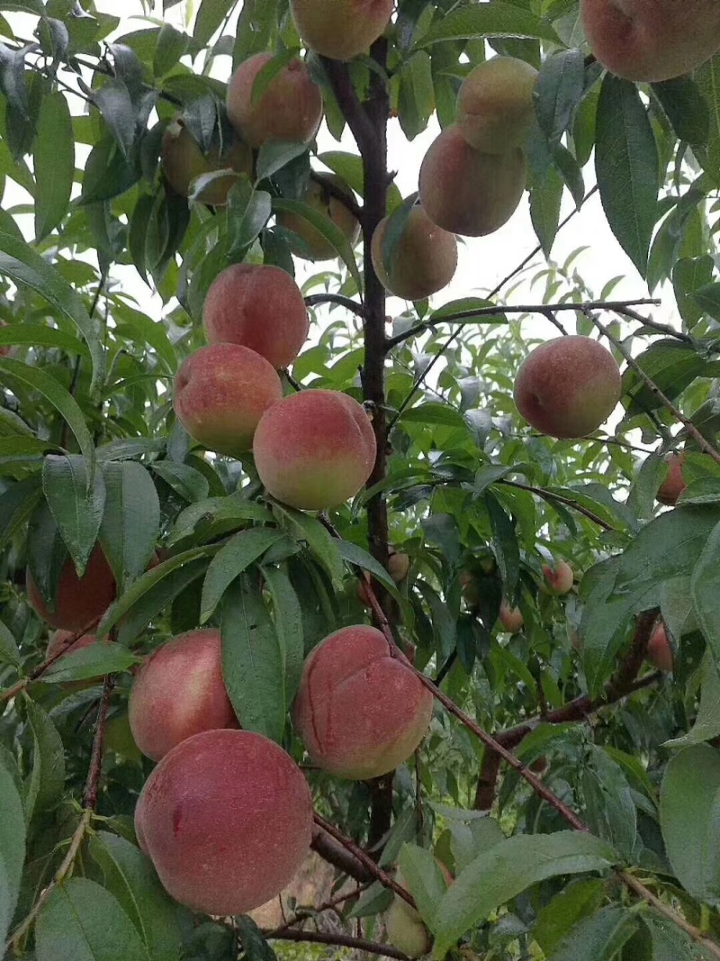 湖南怀化桃子水蜜桃全国代发货源充足欢迎致电