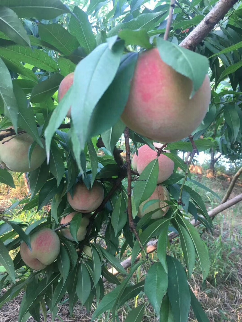 湖南怀化桃子水蜜桃全国代发货源充足欢迎致电