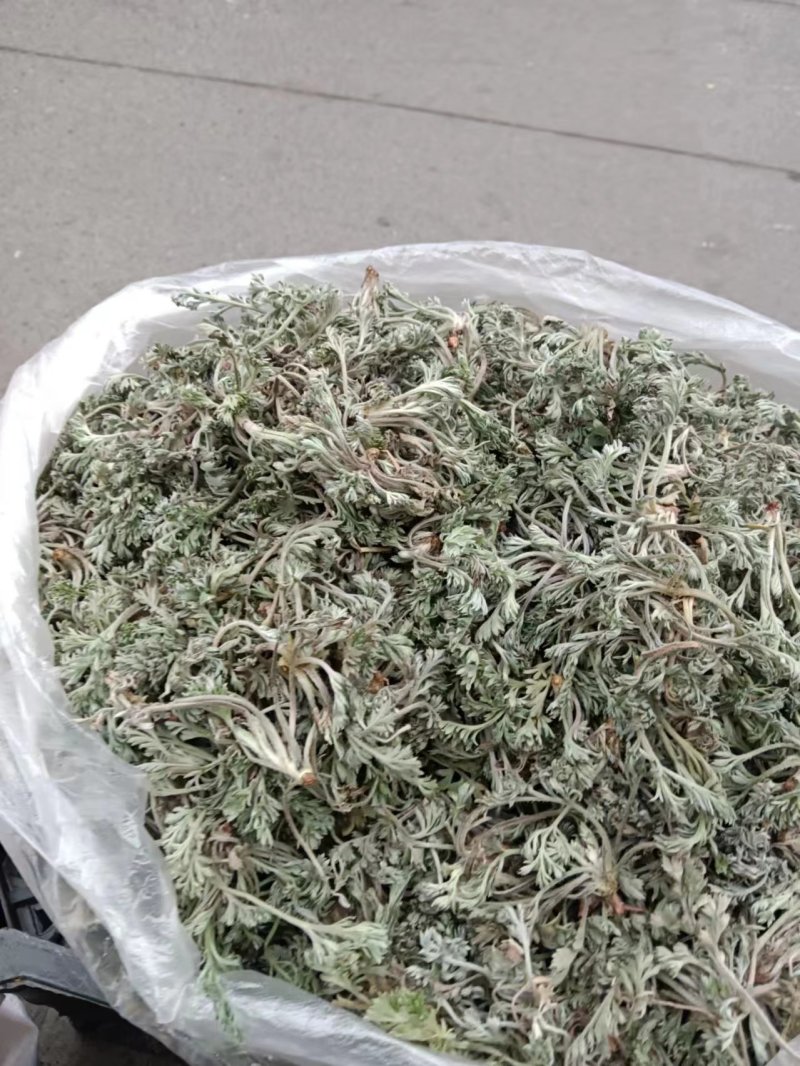茵陈白蒿天然野生当天收货可加冰保鲜
