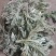 茵陈白蒿天然野生当天收货可加冰保鲜