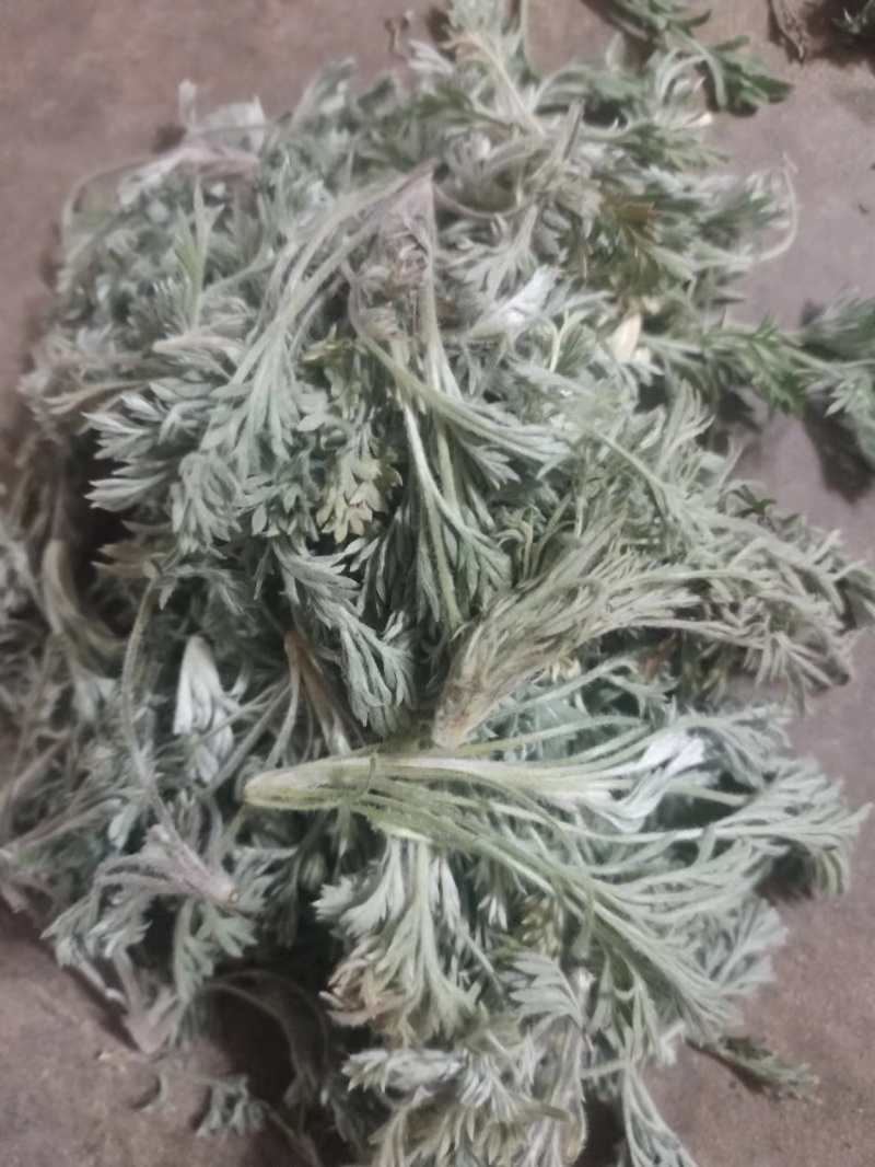茵陈白蒿天然野生当天收货可加冰保鲜