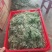 茵陈白蒿天然野生当天收货可加冰保鲜