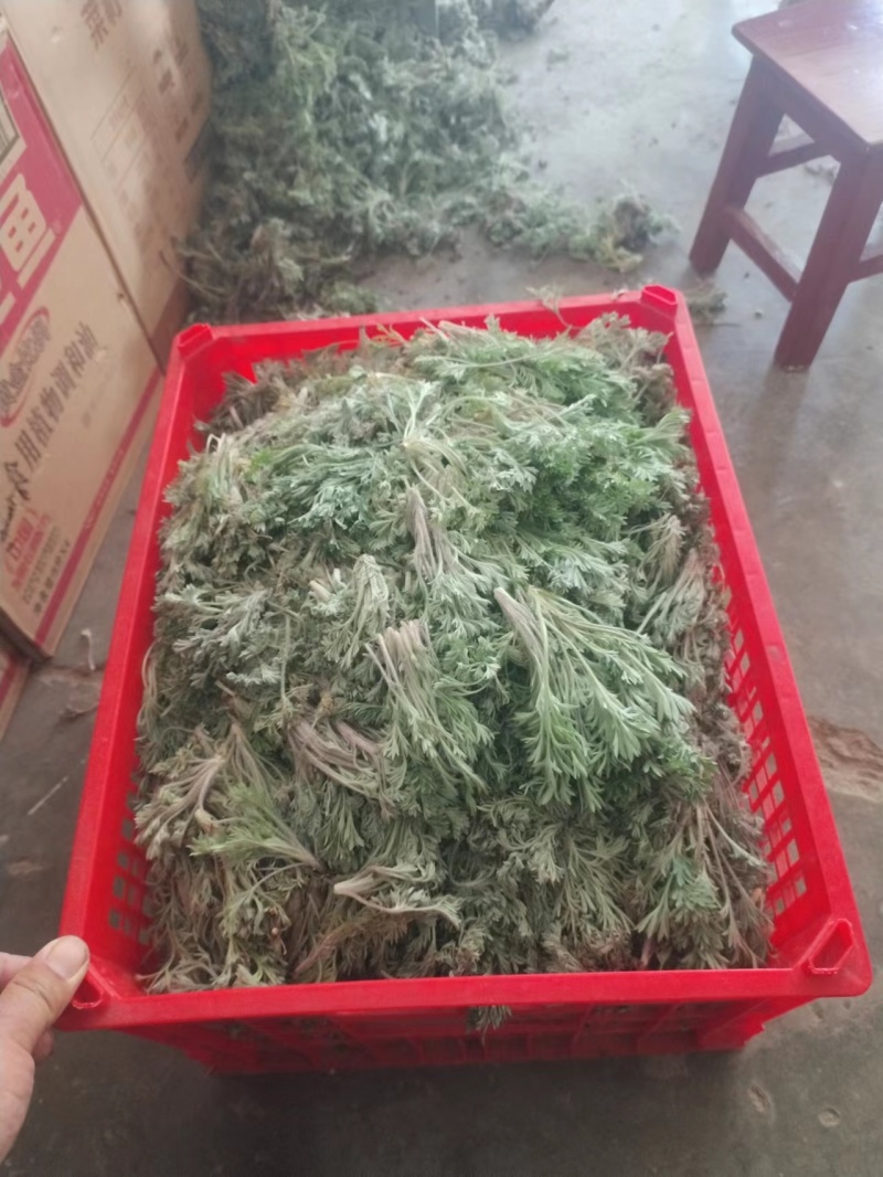 茵陈白蒿天然野生当天收货可加冰保鲜