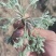 茵陈白蒿天然野生当天收货可加冰保鲜