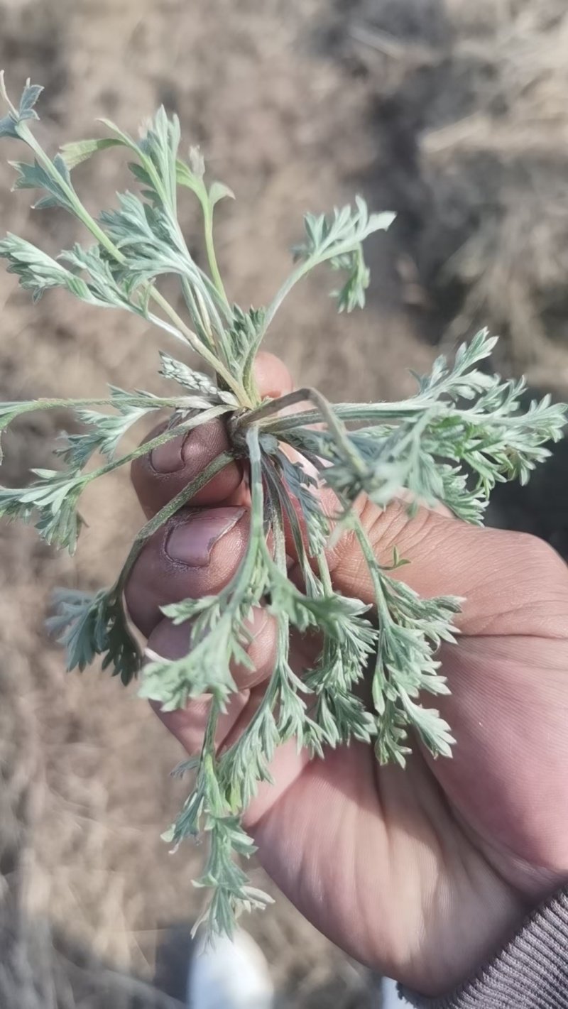 茵陈白蒿天然野生当天收货可加冰保鲜