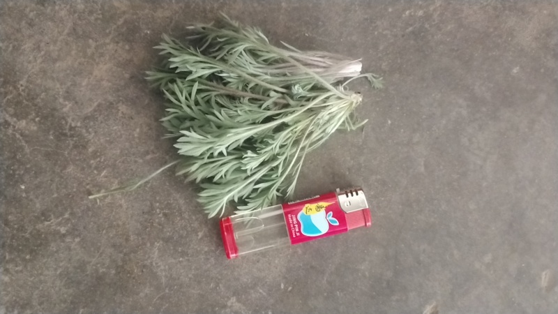 茵陈白蒿天然野生当天收货可加冰保鲜