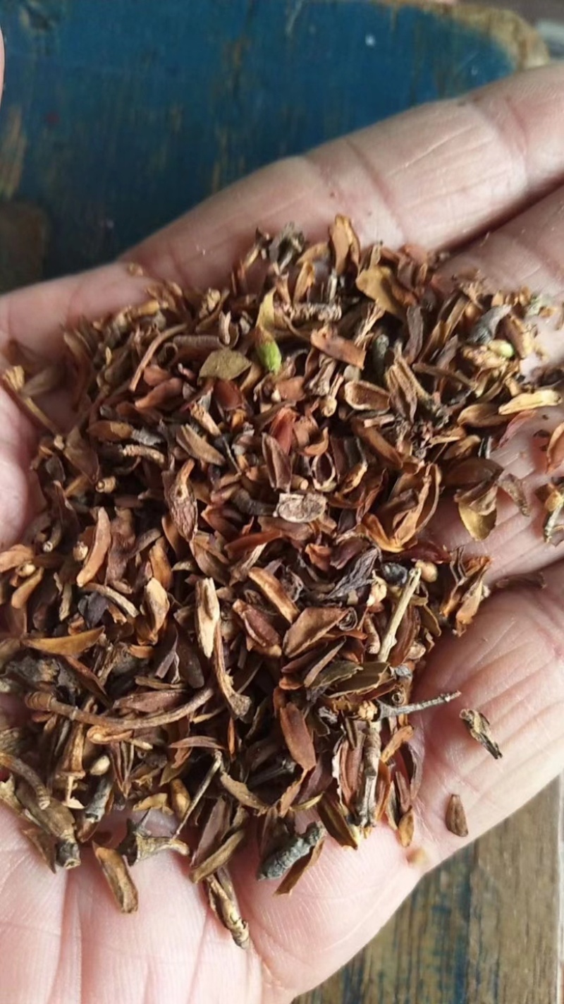连翘种子大量出售