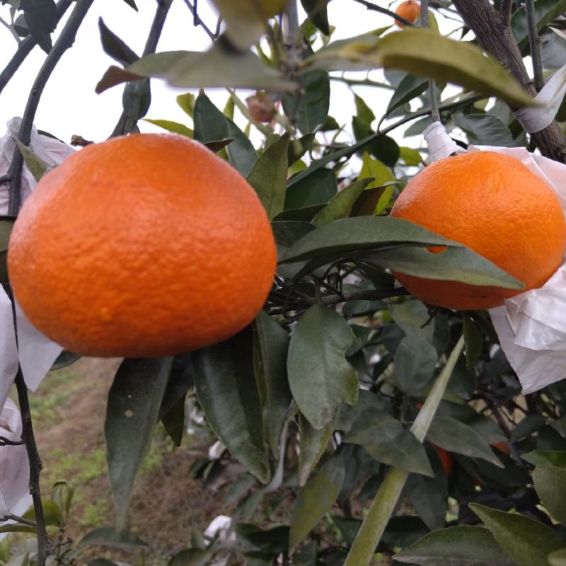 明日见纯甜无酸大量有货有需要的老板联系我