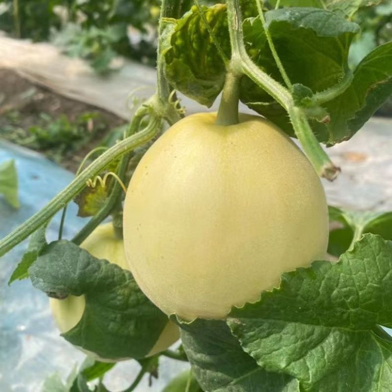 海南玉菇瓜玫珑瓜！一件代发电商，价格美丽。