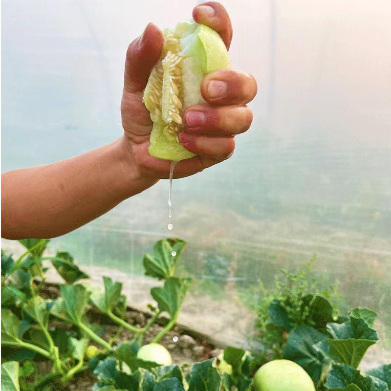 海南玉菇瓜玫珑瓜！一件代发电商，价格美丽。