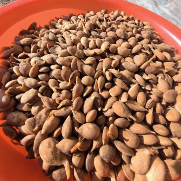毛桃芽桃树种子，毛桃种子，继续发货，诚信至上，信誉第一。