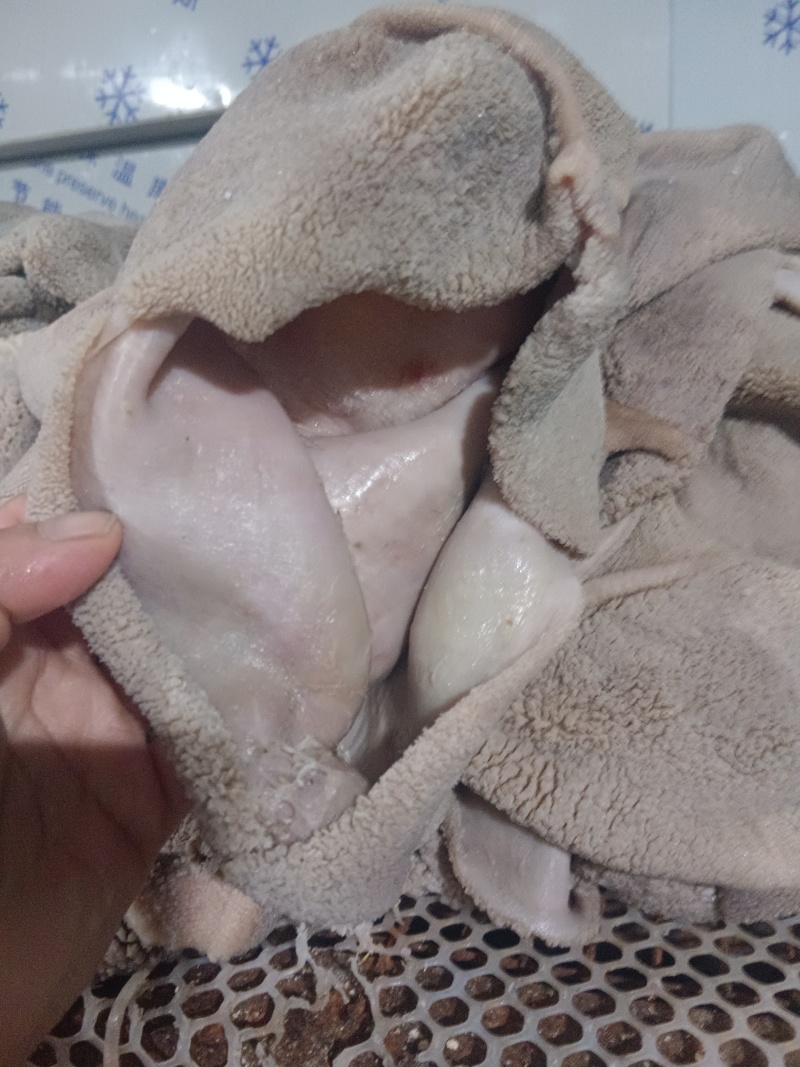 三河羊肚量大常年供应对接全国市场，各种规格，