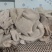 三河羊肚量大常年供应对接全国市场，各种规格，
