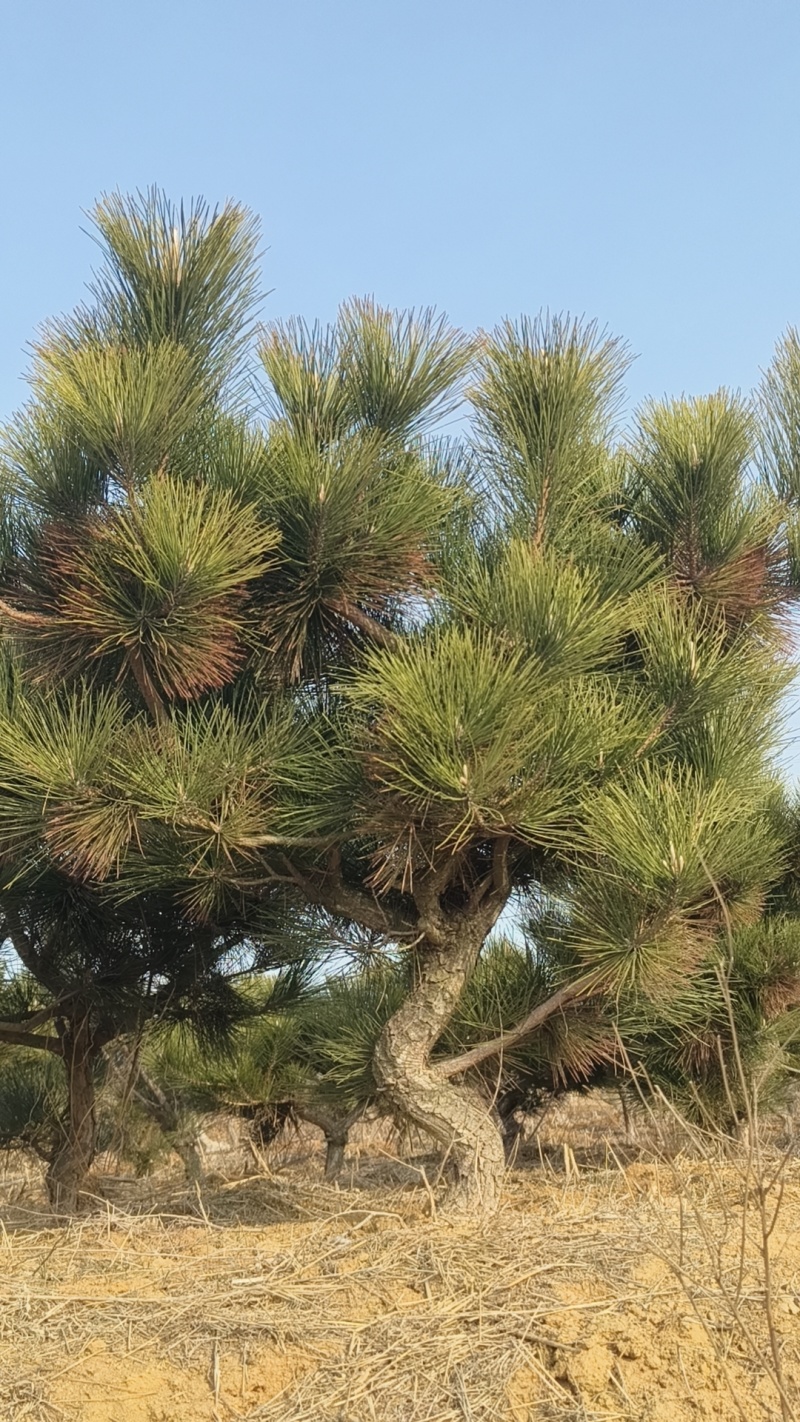 地栽造型黑松，黑松童子功造型盆景素材，黑松半吊子。老化好