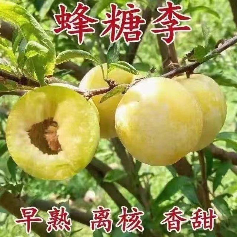 正宗蜂糖李子树苗，可大面积种植，盆栽，全国可活