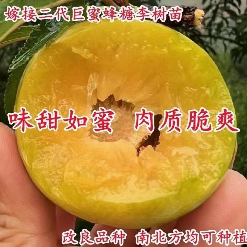 正宗蜂糖李子树苗，可大面积种植，盆栽，全国可活