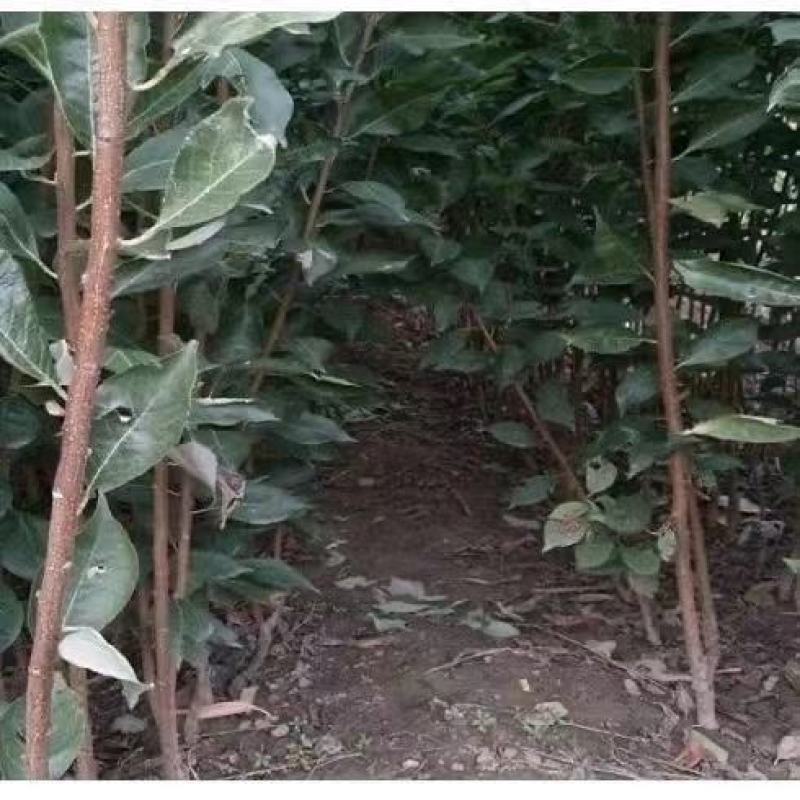 正宗蜂糖李子树苗，可大面积种植，盆栽，全国可活